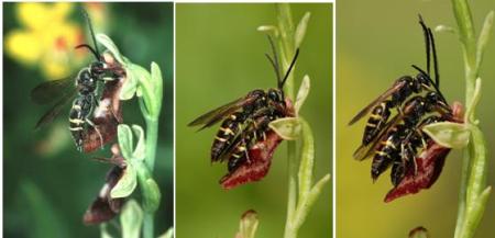 زهرة تتنكر على شكل نحلة Wasps-bee-orchid